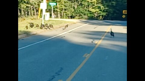 Surprise flock of Turkeys on the way home from the range.