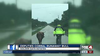 Collier deputies corral loose bull