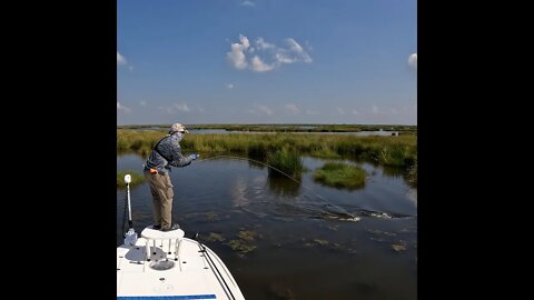 The Struggles of Fly Fishing for Redfish in the Louisiana Marsh! #saltlife #shorts #flyfishing