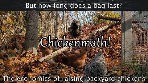 Chickenmath - The economics of Backyard chickens in 3 different setups.