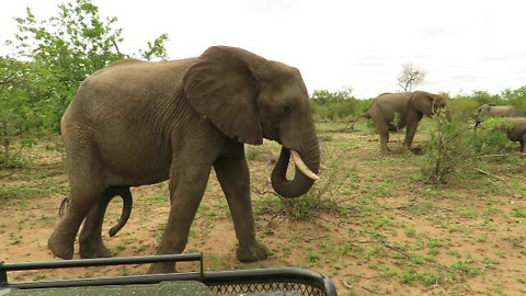 Elephant with Five Legs Approach Safari Vehicle