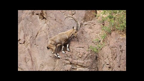 Mountain Climbing Goats | ibex cliff climing | Nature is Everything