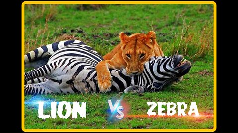 A group of Lions eating Zebra alive !