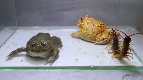 Green Bullfrog and Pond Frog and Foods35 1