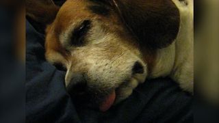 Sleepy Beagle Snoozes Away