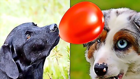 Dogs and Cats Playing with balloons - dogs are Balloon animals :D