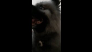 Fluffy Dog Attacking Human