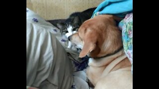 Cat sits on a dog under a blanket