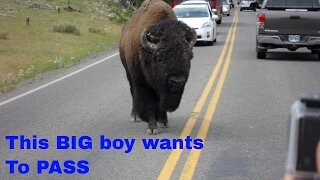 WILD Buffalo nearly hits truck in Yellowstone National park