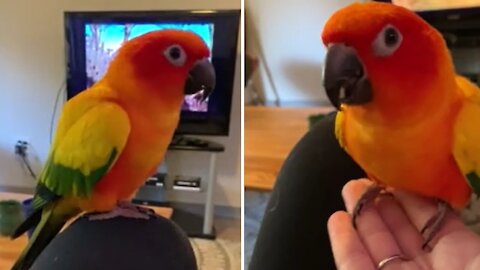 Parrot does happy dance after tasting flour