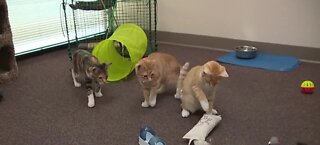 Rescued Treasures Cat Cafe opens