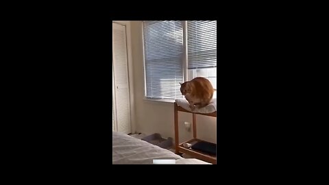 Funny Animal Videos Of The Day 0030! 😂😂 #fyp #memes #memedaily #dankmemes