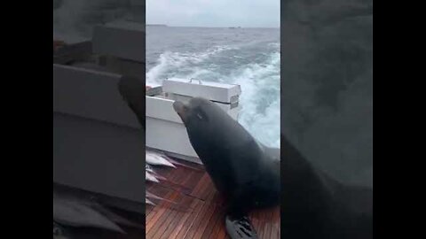 Sea Lion LEAPS onto Boat for Fish!