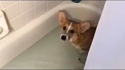 Woman surprised to find wet corgi in her bathtub