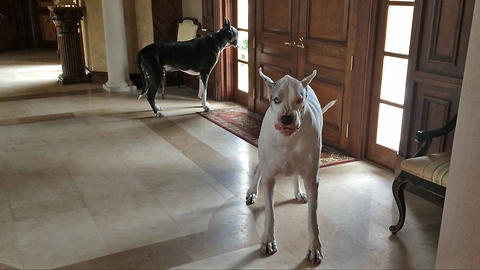 Funny Yawning Bored Great Dane Watch Dogs