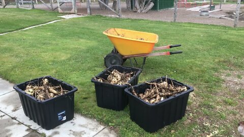 300lbs Parsnip Harvest #164 Heirloom Organic Vegetable Garden Series Nov 21, 2021