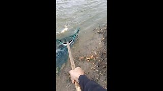 Successful carp fishing