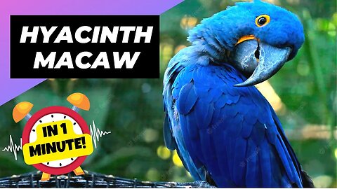Hyacinth Macaw - In 1 Minute! 🦜 One Of The Most Beautiful Parrots In The World | 1 Minute Animals