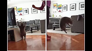 SLOW MOTION Chubby Cat Trying To Catch A Toy
