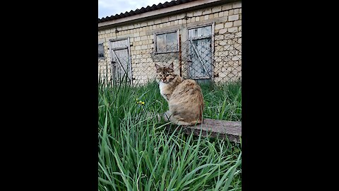 Beautiful cat sits and thoughtfully listens to the accordion