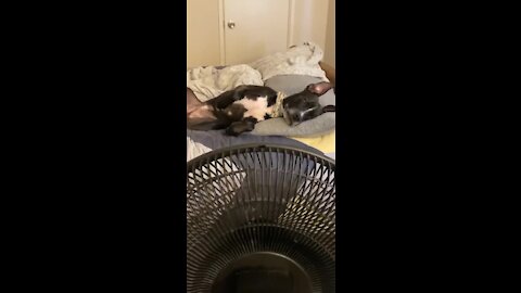 Dog Finds Perfect Place To Relax Right In Front Of The Fan