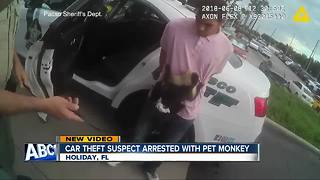 Suspected car thief arrested with pet monkey