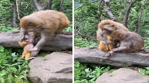 Funny and Cute monkeys
