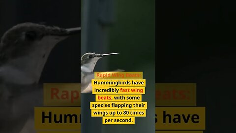 Discover Fascinating Facts About Hummingbirds: Nature's Mini Wonders 🐦🌸 | #shortsvideo #shorts