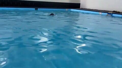 Labrador Puppy Learning To Swim. 14 Week Old Puppy Learning The Water Game