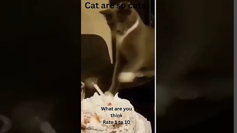 funny cat video