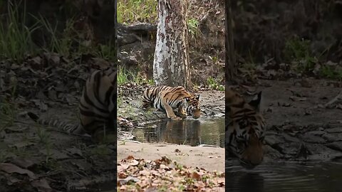 Patterns on the coat of tigers are repeated on their skin, as in domestic cats.