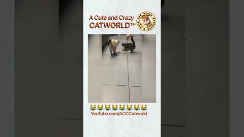 This Cat’s Quick Twitch Reflex Is Over 9,000! 🙀🪶 (#156) | Funny Cat Videos #Shorts