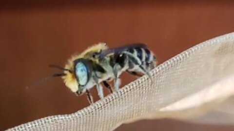 The CUTEST BEE You've EVER Seen! Leafcutter Bees