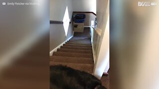 Cão preguiçoso desce as escadas a deslizar
