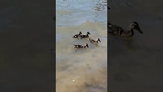 More little Ducks on the Lake