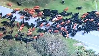 Full herd of cows rescued from flooded ranch after Irma back home