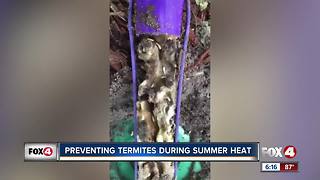 Preventing termites during summer heat
