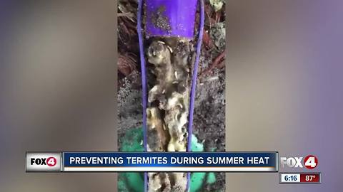 Preventing termites during summer heat