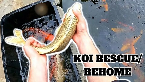 1 MINUTE FISH RESCUE/ REHOMING ------ Rescuing 10 beautiful Japanese koi fish