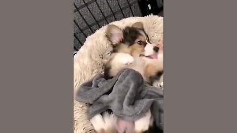 Paw-sitively Adorable: Puppy's Bedtime Bliss 🐾😍