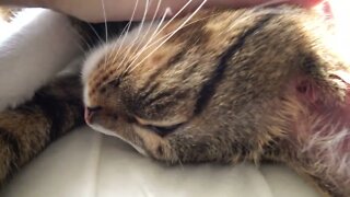 Purring Kitten Moves His Little Paw