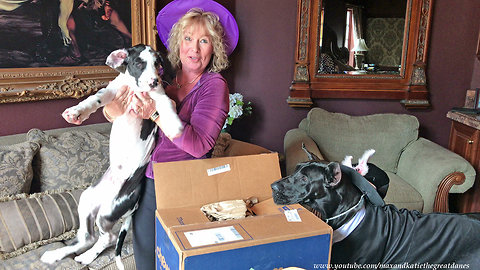 Halloween Great Danes and Cats Enjoy Opening a Chewy Gift Box