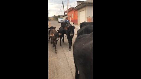 Rural Michoacán