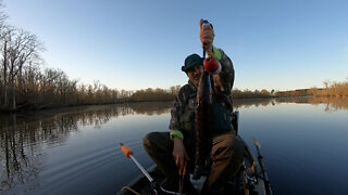 Dinasaur Northern Snakehead Fish