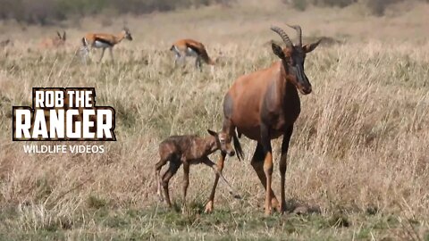 First Steps Of A Baby Topi Antelope | Maasai Mara Safari | Zebra Plains