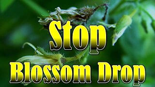 How to STOP Blossom Drop in Tomato