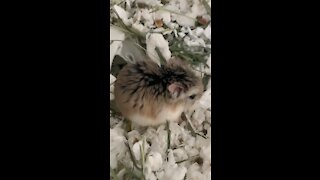 Hamster breathing