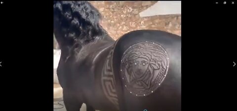 Super skillful barber Making a beautiful art on Horse Body, Wonderful skill.