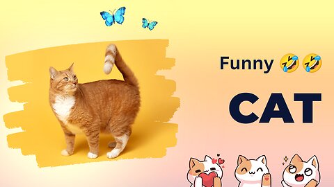 Cat funny video 😺 fell free this is very funny