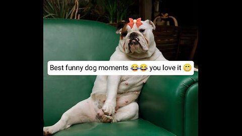 Funny dogs to make your day better #relaxmydog #funny #dogs #funnydogs #compilation